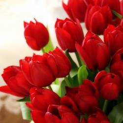 awesome-Red-Tulips-1920x1080[1].jpg
